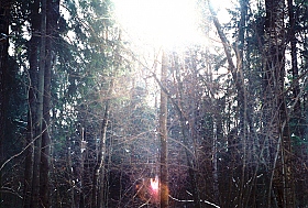 лес | | Фотограф Максим Никифоров | foto.by фото.бай