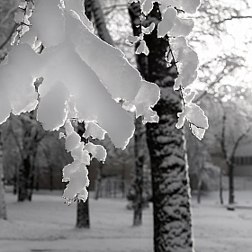 фотограф Дмитрий Голуб. Фотография "Воспоминание о Снежной зиме"
