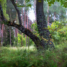 Зарисовка июля | Фотограф Сергей Шабуневич | foto.by фото.бай