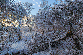 ... наломала зима "дров". | Фотограф Сергей Лысенко | foto.by фото.бай