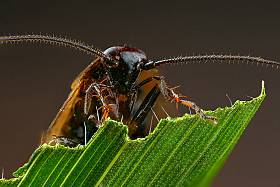 Тараканище | Фотограф Андрей Шаповалов | foto.by фото.бай