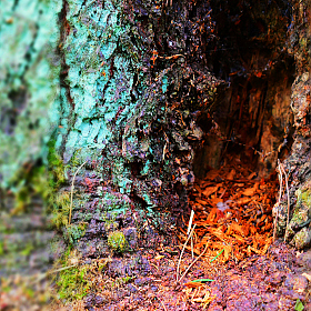 Ветхое дерево | Фотограф Виталий Лойко | foto.by фото.бай