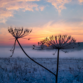 Про борщевик на рассвете | Фотограф Сергей Шабуневич | foto.by фото.бай