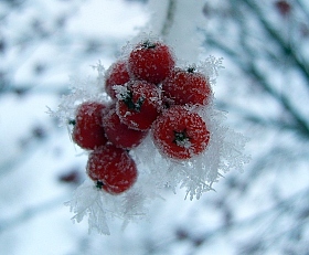 ледяная рябина | Фотограф Евгения Козел | foto.by фото.бай
