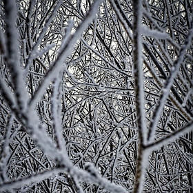 фотограф Андрей Дыдыкин. Фотография "Зимняя матрица"