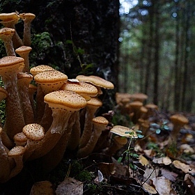 фотограф Василий Якушев. Фотография "В осеннем лесу"