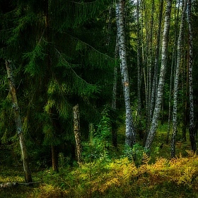 фотограф Andrew Shokhan. Фотография "В лесу"