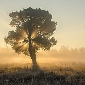 Утренний свет | Фотограф Виктор Позняков | foto.by фото.бай
