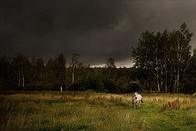 Убежать от грозы | Фотограф Игорь Денисов | foto.by фото.бай