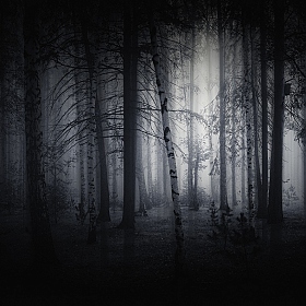 фотограф  . Фотография "Темный лес."