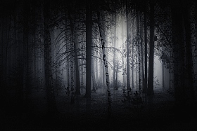 Темный лес. | Фотограф Mihail | foto.by фото.бай