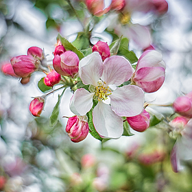 Яблоня в цвету | Фотограф Дмитрий Шудель | foto.by фото.бай