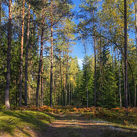 Лес в сентябре | Фотограф Сергей Шабуневич | foto.by фото.бай