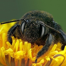 фотограф Александр Зубрицкий. Фотография "Портрет пчелы-плотника"