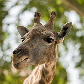 Жираф | Фотограф Слава Фролов | foto.by фото.бай