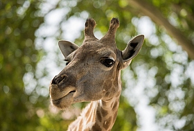 Жираф | Фотограф Слава Фролов | foto.by фото.бай